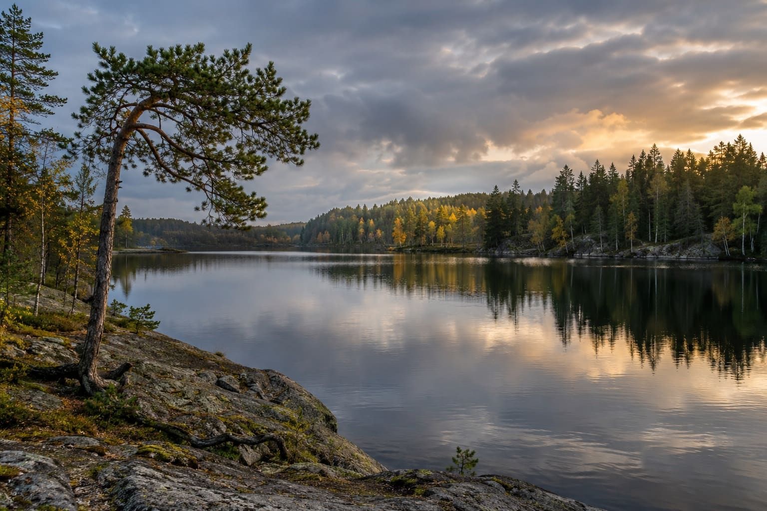 En stilla skogssjö med en tall på klippstranden och kvällsljus över träden.